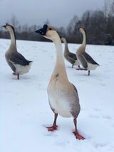 African Geese